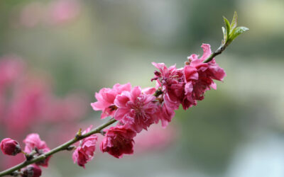Japon saison par saison : lumière, couleurs et rythme du voyage