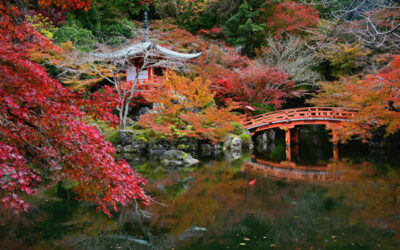 Photographier les jardins japonais : une quête de sérénité, un défi d’artiste