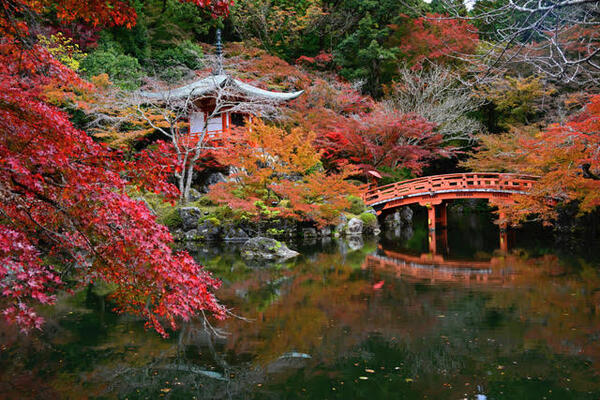 Photographier les jardins japonais : une quête de sérénité, un défi d’artiste